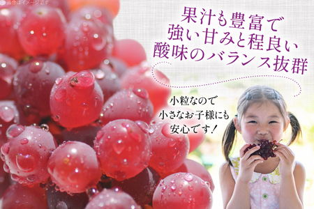 【期間限定発送】 家庭用 訳あり デラウェア 8～12房 約1kg [いわた果樹園 山形県 高畠町 tk06ayt400006]