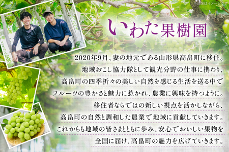 【期間限定発送】 家庭用 訳あり シャインマスカット 2～3房 約1.2kg [いわた果樹園 山形県 高畠町 tk06ayt400007]