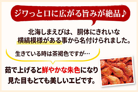 【北海道根室産】北海シマエビ800g(80～130尾) A-07012