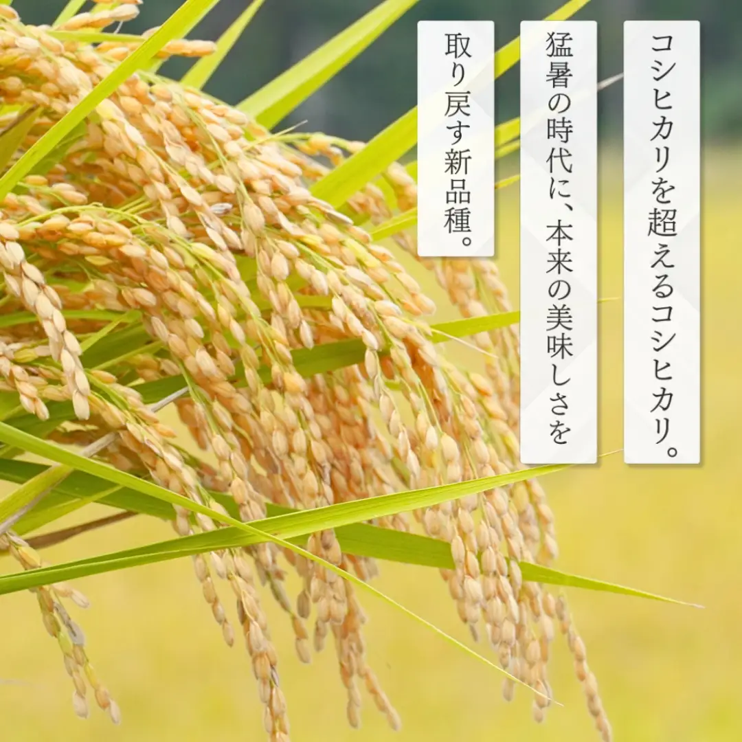 新大コシヒカリ パックご飯 180g×30個 たかの | パックご飯