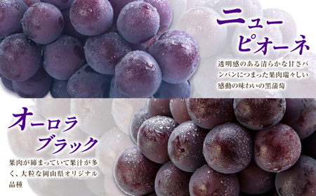 【先行予約】ぶどう ご家庭用 旬 の ぶどう 2種セット おまかせ2種 合計約2kg たけまさぶどう園 《8月中旬-10月中旬頃出荷》岡山県 浅口市 フルーツ デザート おやつ マスカット ぶどう 果物 国産 【配送不可地域あり】（離島）
