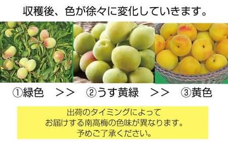 紀州和歌山県産 熟南高梅 生うめ 優品 約３kg (S、Mサイズおまかせ)+3%増量＜2026年6月下旬～7月上旬発送予定＞/ 梅干し 梅酒 ウメシロップ ジュース ジャム他 紀州熟南高梅 青梅 黄梅 朝採り フルーツ 果物 くだもの 食品 人気 おすすめ 【クール便送料無料】【art043】