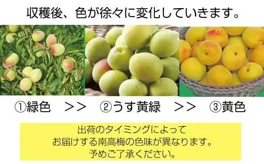 【先行予約】和歌山県産 紀州熟南高梅 生うめ 約3kg (S・Mサイズ混合) 訳あり ご家庭用 青梅 黄梅 梅干し 梅酒 シロップ ジャム用 2026年6月下旬〜7月上旬発送【art043】