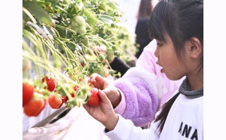 和銅農園のあまりん　400g ／ 果物 フルーツ 苺 イチゴ ジャムのように香り高い 希少 大粒 厳選 朝採り 平成28年デビュー 埼玉県 特産 No.631