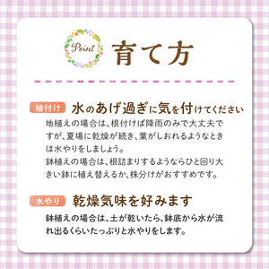 チーム田主丸『タイムロンギカウリス28ポット』 _ タイムロンギカウリス 9cmポット 28苗 花 チーム田主丸 常緑多年草 ハーブ 園芸 丈夫 育てやすい 品種 成長が早い グランドカバー プランツ 地植え 鉢植え ガーデニング 庭 花壇 寄せ植え 植物 育て方付き お取り寄せ 福岡県 久留米市 送料無料  〔Hf041〕