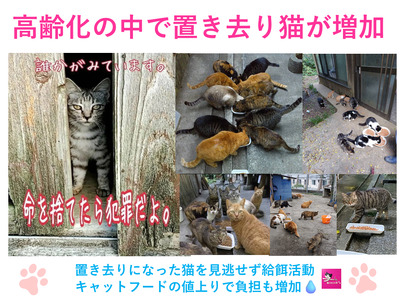 【返礼品なし】猫愛護活動支援 NFN639 【125PT】// 特定非営利活動法人　種子島 島neco会