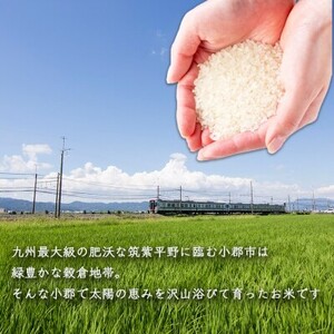 福岡県産 米 元気つくし 精米 5kg コメ お米 白米