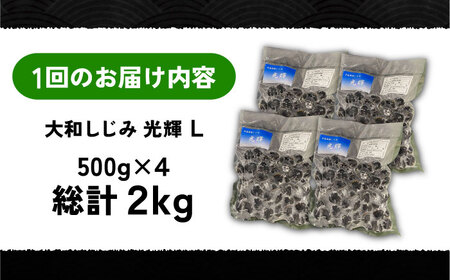 【全6回定期便】産地直送！ 宍道湖産 冷凍大和しじみLサイズ2kg(500g×4) 砂抜き処理済 島根県松江市/りすたむmatsue[ALDE011]