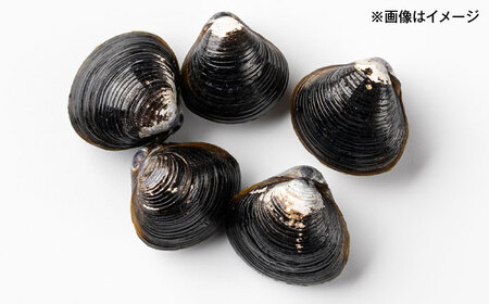 濃厚な旨み！宍道湖産冷凍シジミ3kg　島根県松江市/株式会社山光食品[ALHZ003]