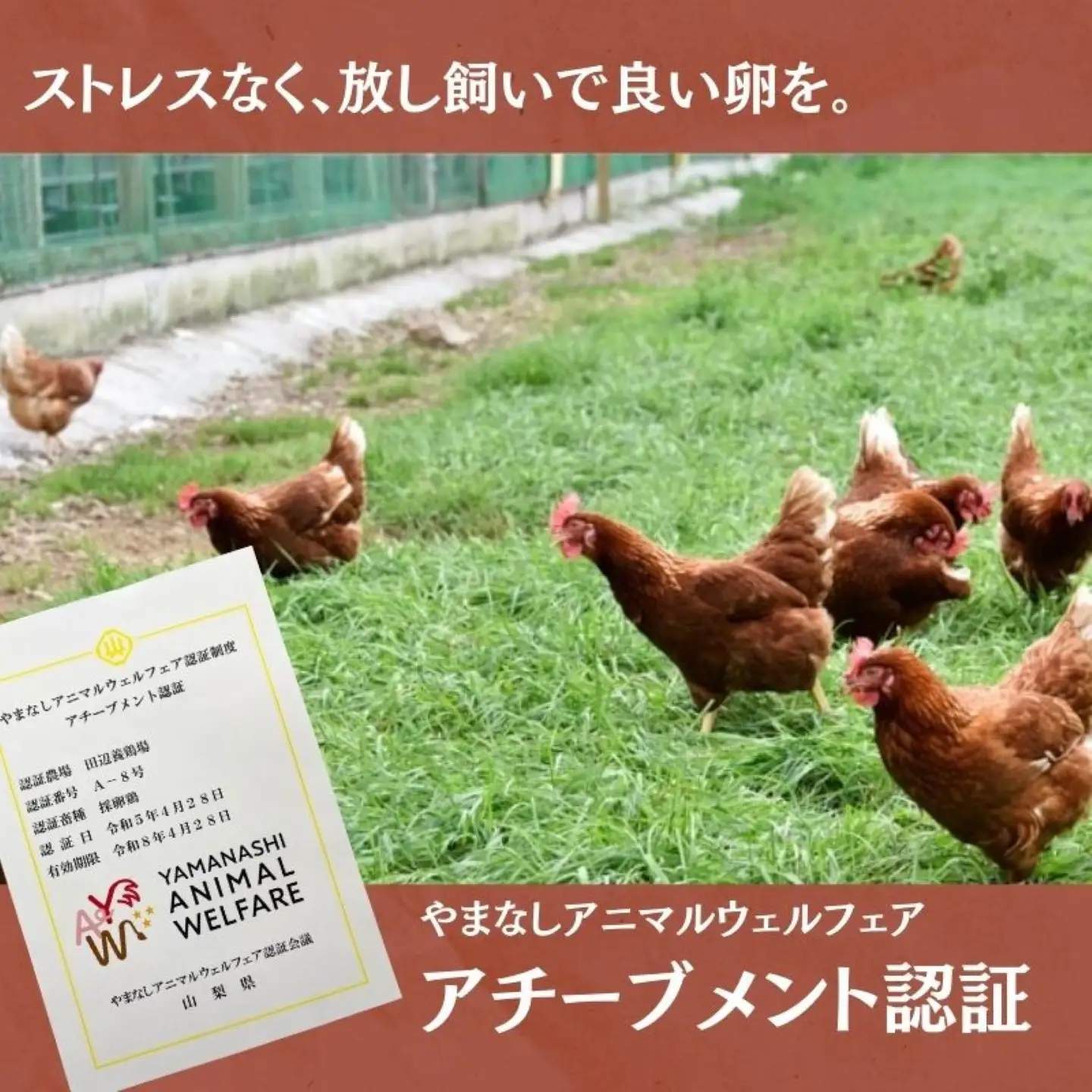 【定期便】忍野の平飼い放牧卵　6か月連続定期便（毎月30個×6か月　合計180個）|たまご 卵