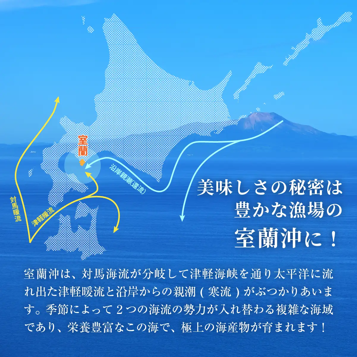 北海道室蘭産 天然蝦夷活あわび 2個入（1個100g～120g前後）2026年11月下旬頃～2027年1月下旬頃順次発送 MROH009