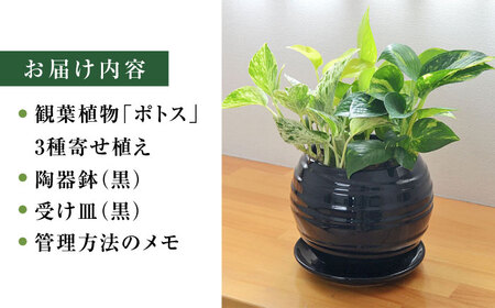 観葉植物ポトス オウゴンカズラ 3種 ボール形(黒) 観葉植物 [ACYK036]