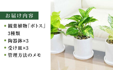 観葉植物ポトス 3種 3鉢セット 観葉植物 [ACYK037]