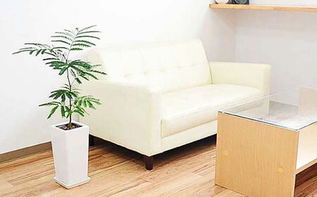 観葉植物エバーフレッシュ ネムノキ スクエア 6号 観葉植物 [ACYK038]