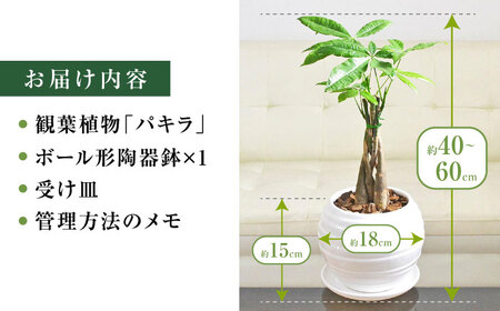 観葉植物パキラ 編み込み ボール形 観葉植物 [ACYK041]
