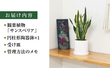 サンスベリア ローレンティ 円柱形シリンダー陶器 サンスベリア[ACYK042]