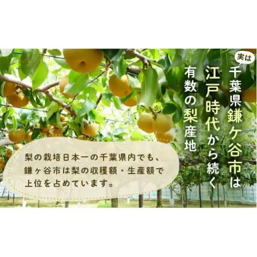 ※先行予約※【かおり3kg】かまがや育ちの完熟梨（観光組合）