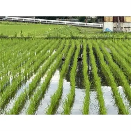 【令和8年産】お米コシヒカリ(精米) 5kg【ストロベリーみなみ】【1691177】