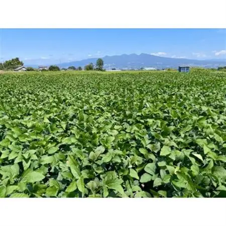 【2026年発送】枝豆(初だるま) 4袋入り 計1kg【ストロベリーみなみ】【配送不可地域：離島】【1691179】