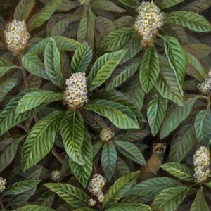 池上夏生 額付き高級プリント ”枇杷の花といたち”