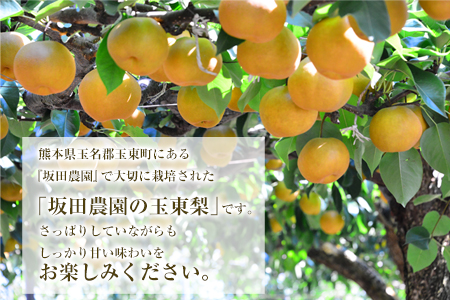 『坂田農園』の玉東梨 期間限定 予約受付中 約3kg《8月中旬-9月末頃出荷》 熊本県玉名郡玉東町産『坂田農園』｜ブランド梨 人気梨 特産品梨 熊本県梨 玉東町梨 大人気返礼品