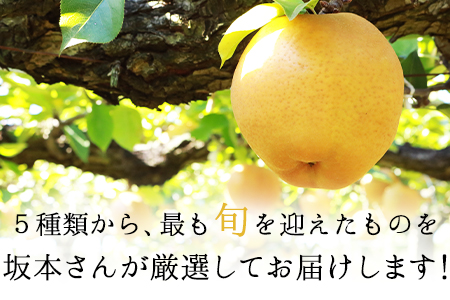 梨 さかもと果樹園 約3kg 3玉-10玉前後 期間限定 玉東梨
