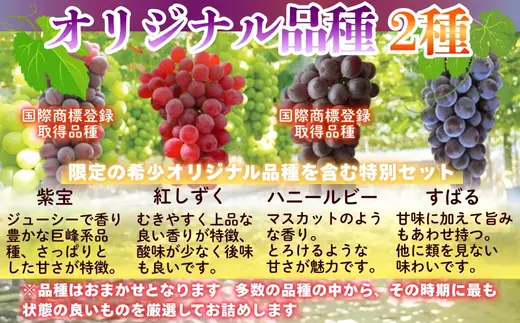 【2026年7月中旬～順次発送】ぶどう詰め合わせ 約1.7kg　デラウエア3房＋ここにしかないオリジナル品種おまかせ2種　希少品種 食べ比べ フルーツ 果物 くだもの 葡萄 中村オリジナルぶどう園 デラウエア ぶどう ブドウ めずらしい 大阪 河内長野 甘い