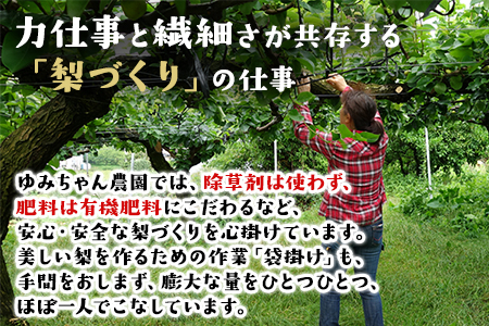 ゆみちゃん農園の玉東梨 約5kg(7～16玉前後)《2026年8月下旬-10月上旬頃出荷》 熊本県玉名郡玉東町 ｜ブランド梨 人気梨 特産品梨 熊本県梨 玉東町梨 大人気返礼品