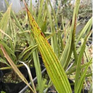 ココスヤシ 7号(21cm) 鉢カバー 常緑樹 (ガーデニング用)