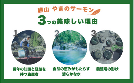 勝山 やまのサーモン 半身 冷凍  ※800ｇ以上×4枚 [G-050004]