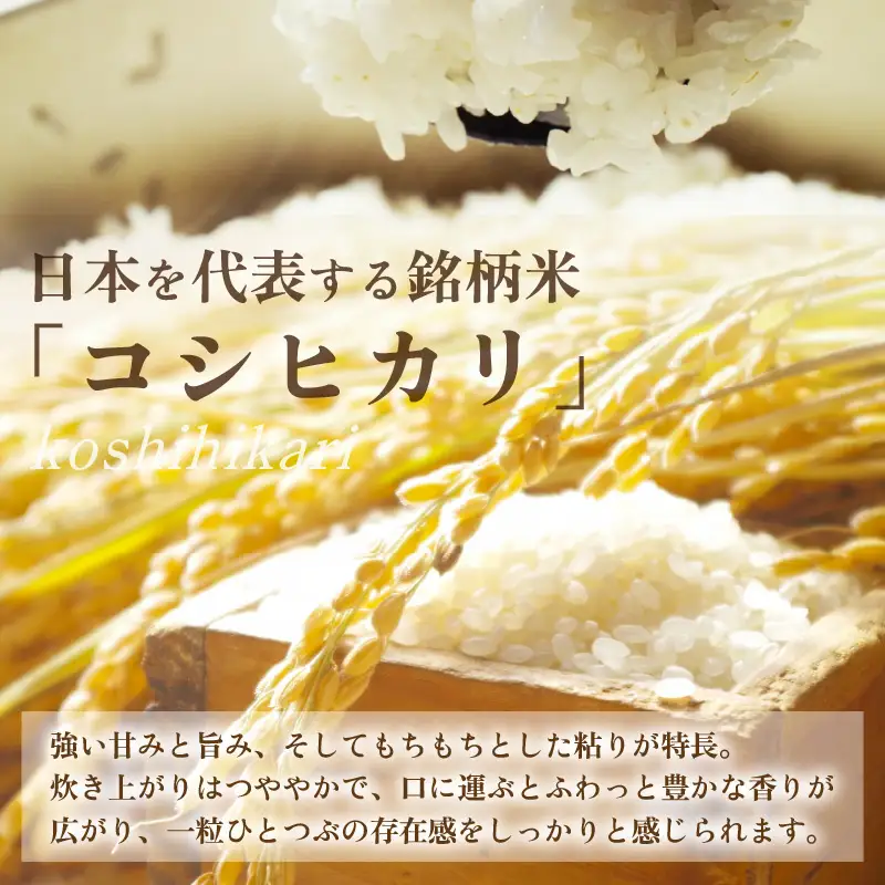 【令和7年産】コシヒカリ 精米 10kg×1袋 《お米マイスターが発送直前に精米！》／ 米 お米 10キロ 福井県産 ブランド米 ご飯 白米 新鮮 [aw064-b009]