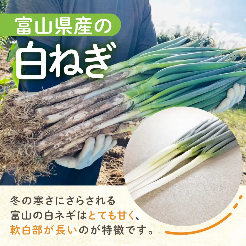 ＜先行予約＞ くろまる農園　富山の白ネギ（泥付き）3キロ