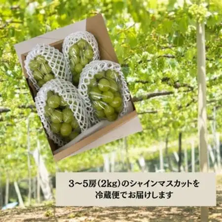 【2026年発送】大人気! シャインマスカット秀 2kg(3～5房)【配送不可地域：離島】【1691661】
