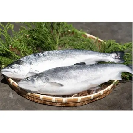 近海お刺身詰め合わせ(サーモン・ひらめ・真鯛・平目昆布〆) 各60g×2パック【配送不可地域：離島】【1692128】