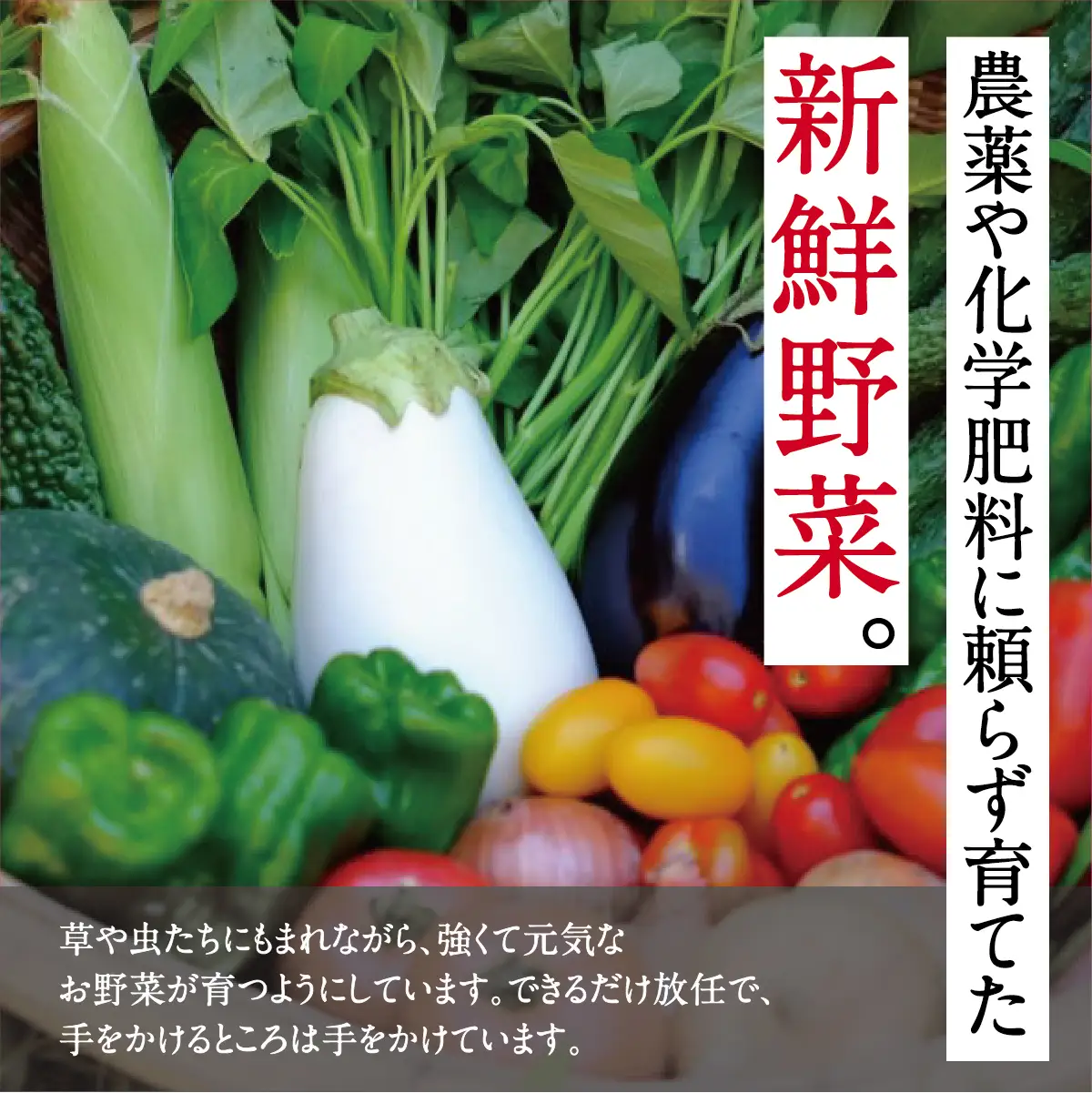【大阪能勢産】 《農家直送》 べじたぶるぱーくの旬の新鮮野菜詰合せ Sセット (5種類) | べじたぶるぱーく野菜詰め合わせ 野菜 農薬・化学肥料不使用 新鮮 産地直送 季節 旬 | 大阪府 能勢町 送料無料 | べじたぶるぱーく株式会社