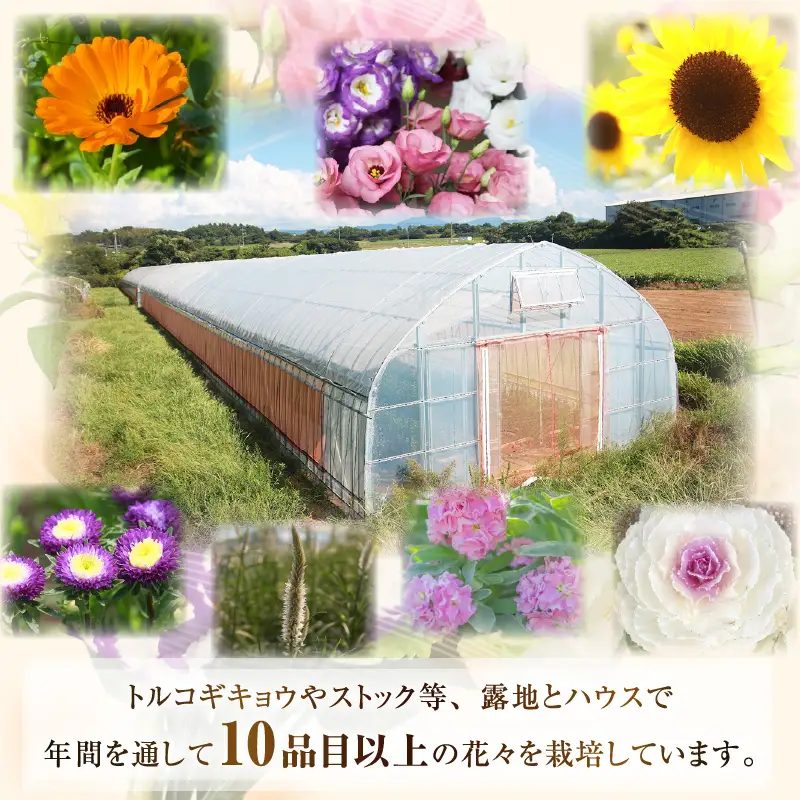 【先行予約】花農家直送 新鮮な切花【冬】 / 生花 お花 旬の花束 豊かな生活 花のある生活 15本程度 2種 季節 花 ※2026年12月下旬以降発送予定 [aw099-a004]