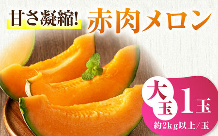 【先行予約】 赤肉メロン 大玉1玉 [AJAH028] メロン