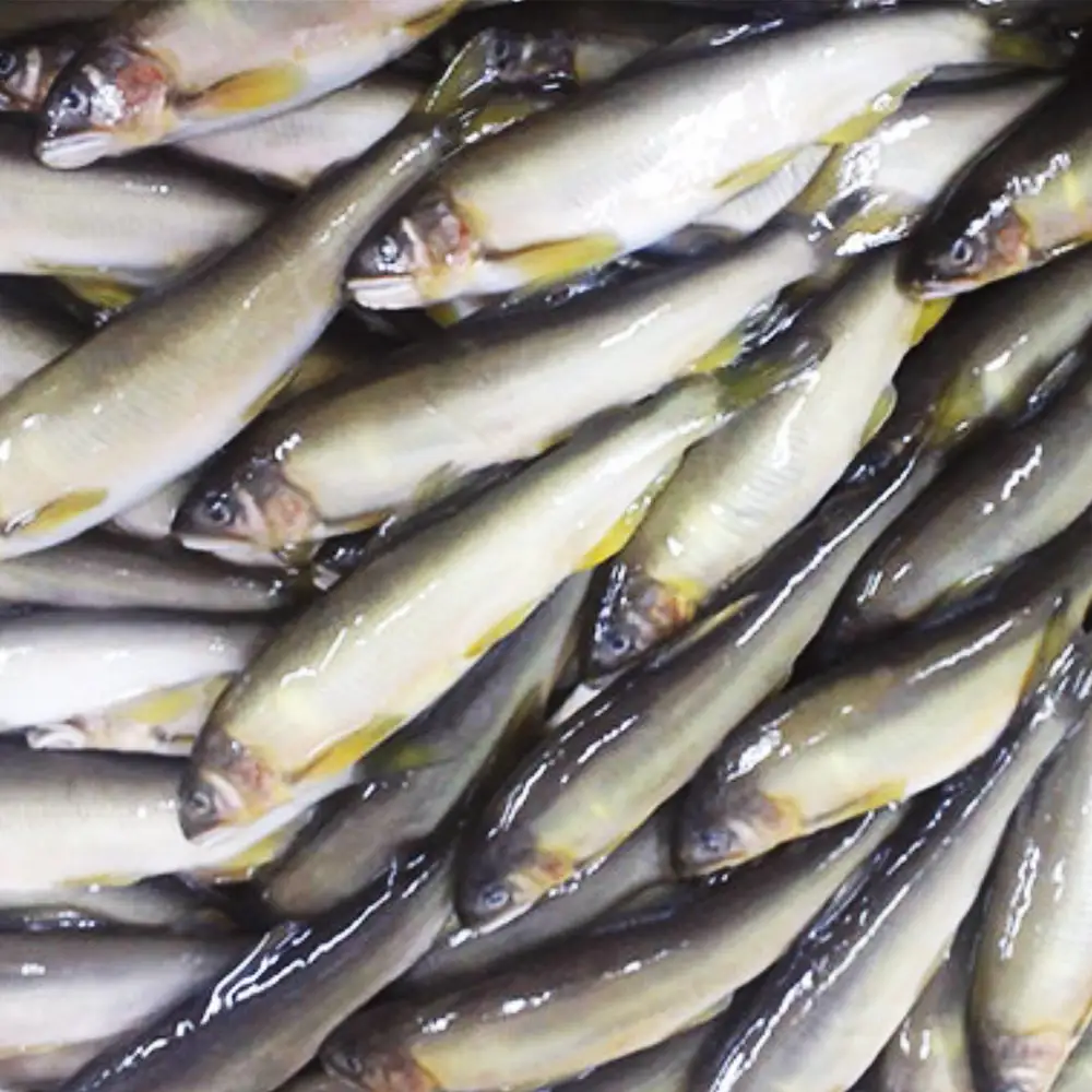 鮎の甘露煮5尾入り 無憂舘（府中市） ／ あゆ 魚 惣菜 ご飯のお供 鮎料理 真空パック 老舗 伝統製法 秘伝のタレ 甘辛 旨味 しっとり お歳暮 お中元 贈答品 広島県 No.1164