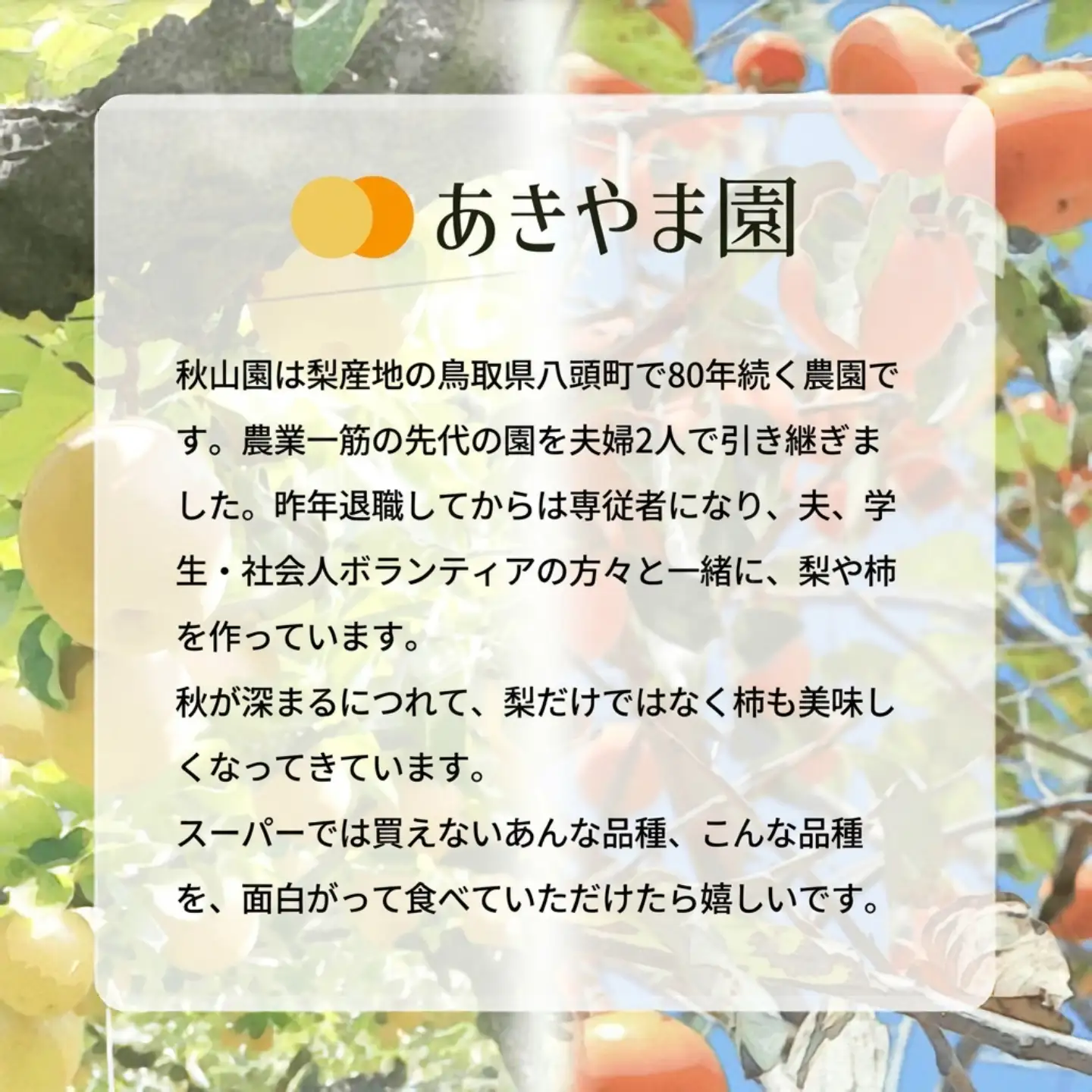 Y1067 新雪梨(特秀) 5kg