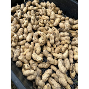 【先行受付・数量限定】愛知県豊田市産 【生落花生】 1.5kg（2026年9月中旬より発送予定）