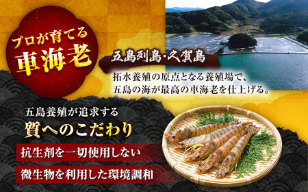 【10回定期便】五島特産 ボイル 車海老 エビ 尾付き むきえび 500g (250g×2P) 五島市/拓水 五島事業場[PCU012]