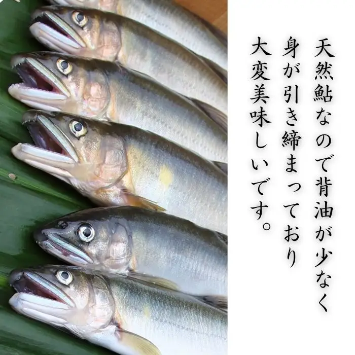 錦川産 天然鮎 冷凍 1kg 10匹程度 落ち鮎 子持ち アユ【錦川漁業協同組合】