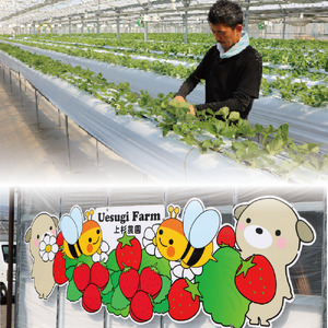 いちご農家のひんやりアイス 最中アイス6個 いちご 苺 イチゴ いちごアイスクリーム アイス アイスクリーム 最中アイス 最中 もなか モナカ 冷たい ひんやり セット 人気 おすすめ ふるさと納税 京都 八幡 八幡市 上杉農園