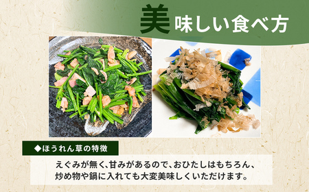 ほうれん草！どっさり 5kg 【栽培30年以上の山下さんの新鮮採れたてほうれん草】　SMCX001 
