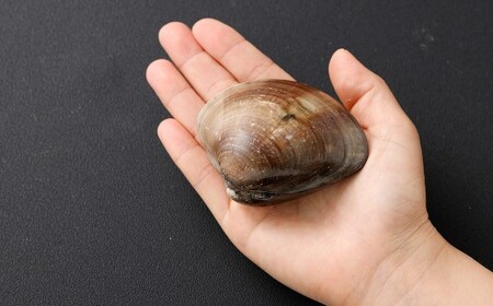 10年もの 桑名産 はまぐり  3粒入（ レトルト ） ハマグリ 蛤 貝 カイ 魚介 魚介類 海鮮 海の幸 常温