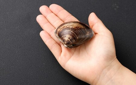 5年もの 桑名産 はまぐり 2粒×9個入 計18粒（ レトルト ） ハマグリ 蛤 貝 カイ 魚介 魚介類 海鮮 海の幸 常温