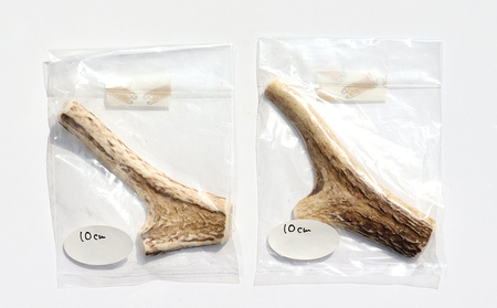 【犬のおもちゃ】シカの角 10cm×2本　小型犬用