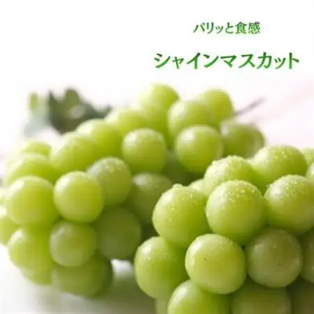 【発送月固定定期便】 旬のフルーツ定期便　桃2kg・シャインマスカット全2回【配送不可地域：離島・沖縄県】【4076701】