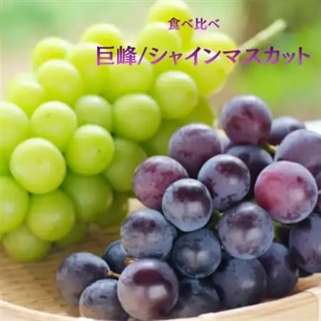 【発送月固定定期便】旬のフルーツ定期便 桃2kg・巨峰/シャイン全2回【配送不可地域：離島・沖縄県】【4076702】