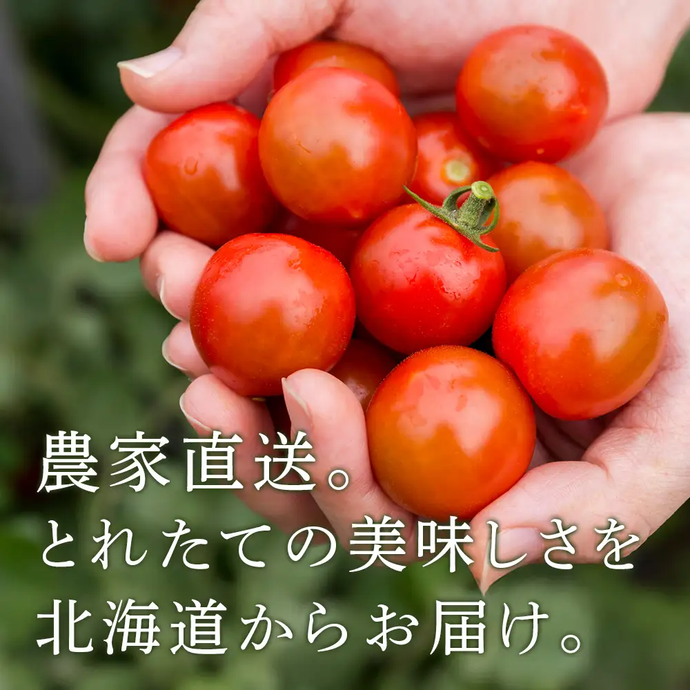 【2026年発送】〈萬福農研〉産地直送！ミニトマト(プレミアムルビー) 2kg